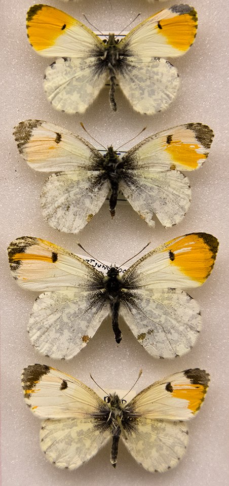 Anthocaris cardemines (collection, gynandromorphs) [Internet image property of respective owner, non commercial use only]